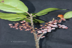 Elaeocarpus gaussenii